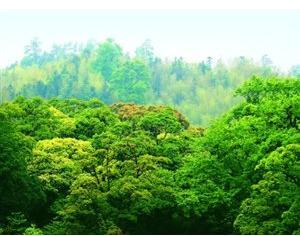 全國(guó)碳市場(chǎng)開(kāi)始階段不搞期貨，不征碳稅，增加林業(yè)碳匯交易