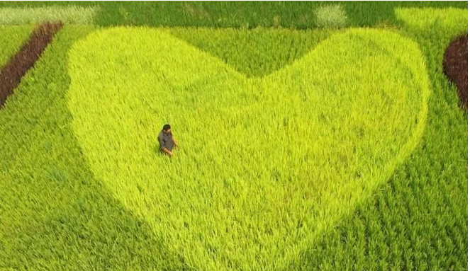 互聯(lián)網(wǎng)給農(nóng)民農(nóng)業(yè)帶來了什么？本文告訴你！