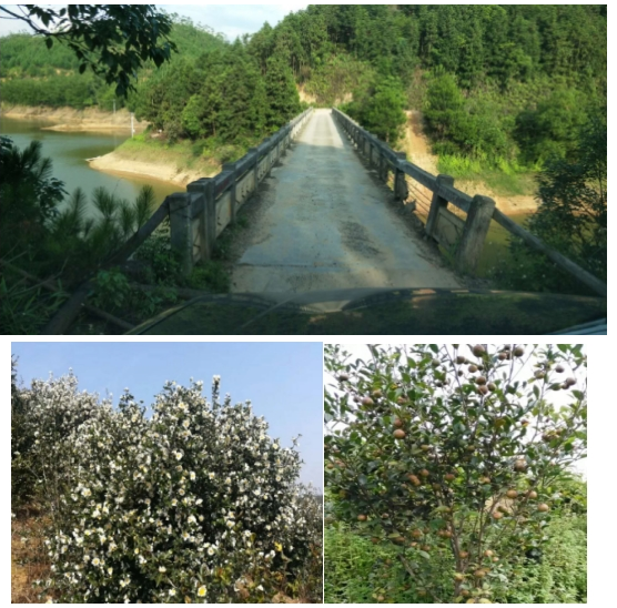 互聯網＋認養(yǎng)農業(yè)，顛覆產業(yè)綻放輝煌