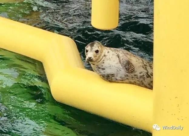 海上風(fēng)電破壞海洋生態(tài)？海豹：想多了！