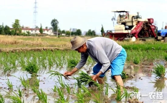 鄉(xiāng)村振興中的“互聯(lián)網(wǎng)+農(nóng)業(yè)”到底指的是什么？