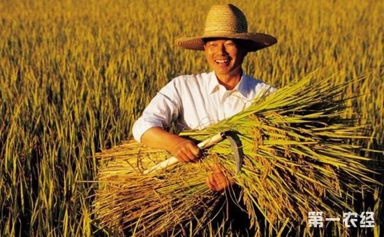 鄉(xiāng)村振興中的“互聯(lián)網(wǎng)+農(nóng)業(yè)”到底指的是什么？