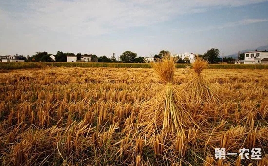 鄉(xiāng)村振興中的“互聯(lián)網(wǎng)+農(nóng)業(yè)”到底指的是什么？